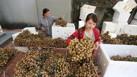 Loay hoay bảo quản trái nhãn xuất khẩu