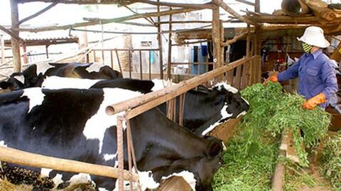 ĐBSCL: Người nuôi bò sữa lao đao vì không bán được sữa