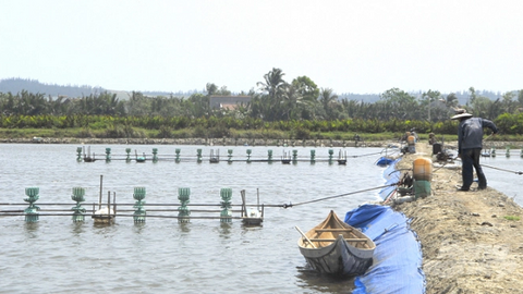 Bình Định - Nuôi tôm trách nhiệm đảm bảo nguồn thu nhập