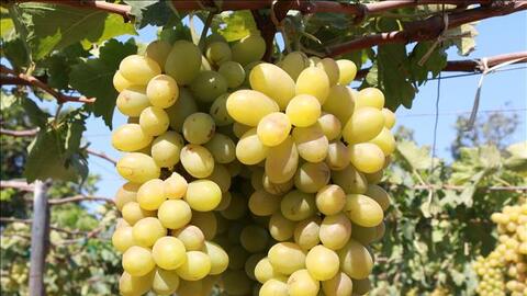 Tăng khả năng cạnh tranh cho sản phẩm OCOP