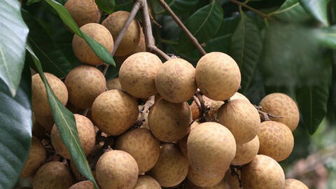 Kết nối tiêu thụ nhãn và sản phẩm OCOP của tỉnh Đồng Tháp, Sóc Trăng