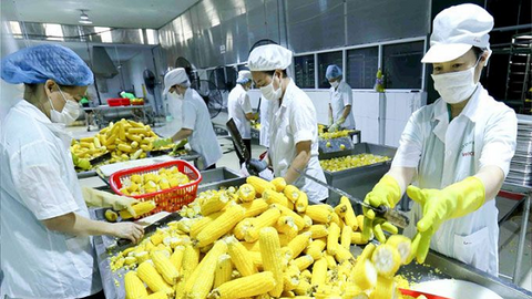 Nông lâm sản tăng mạnh xuất khẩu sau một năm EVFTA có hiệu lực