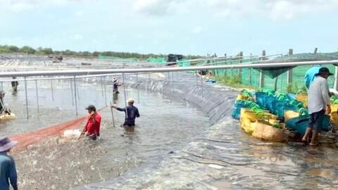 Bạc Liêu: Thương lái thu mua, con tôm không sợ bí đường vào nhà máy