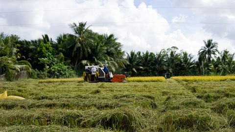 Khơi thông đầu ra cho hạt lúa