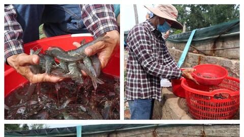Nhiều cách làm hay gỡ khó đầu ra cho con tôm ở Nghệ An