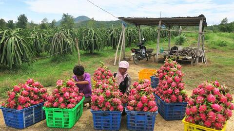 Trung Quốc tăng kiểm soát nông sản Việt