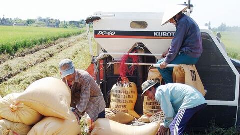 Liên kết vùng để tăng cường tiêu thụ lúa gạo