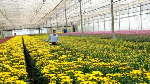 Hoa Lâm Đồng rẻ chưa từng thấy, có loại chỉ 10.000 đồng/kg