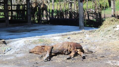 Dịch viêm da nổi cục trên bò đang xảy ra ở huyện Đức Huệ