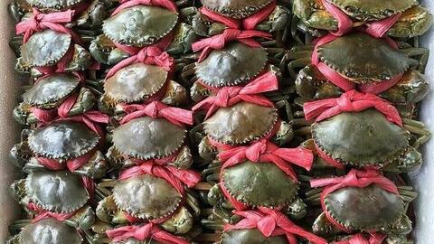 Cua Cà Mau ế ẩm, giá rớt mạnh