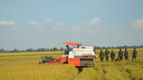 ĐBSCL còn 690.000ha lúa hè thu chưa thu hoạch