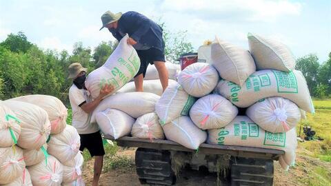 Tạo điều kiện thuận lợi để người dân thu hoạch lúa Hè Thu