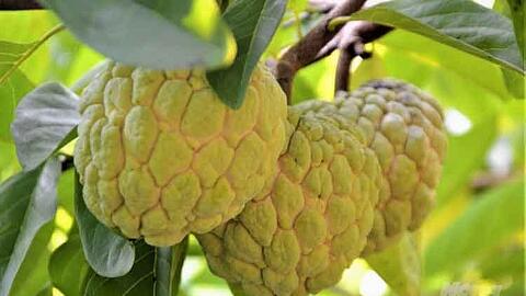 Người trồng na lấy công làm lãi