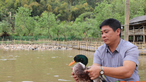 Thuận Châu chú trọng phát triển chăn nuôi bền vững