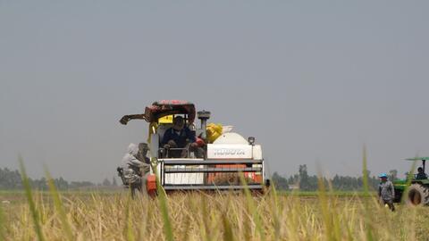 Thu hoạch, vận chuyển lúa Hè Thu không 'ách tắc' nhưng giá bán thấp