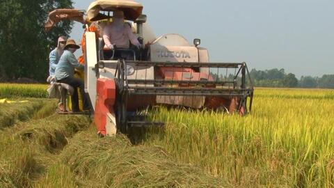 Mộc Hóa thu hoạch trên 19.000ha lúa Hè Thu