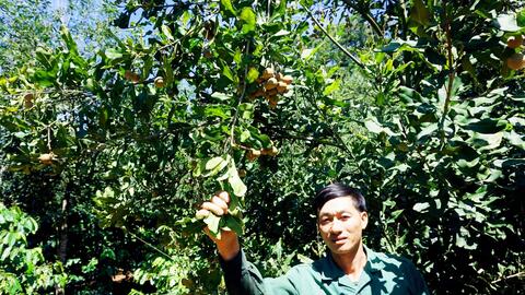 Chỉ là loại cây xen canh mà mỗi năm nông dân vùng cao thu hàng trăm triệu đồng từ loại cây này