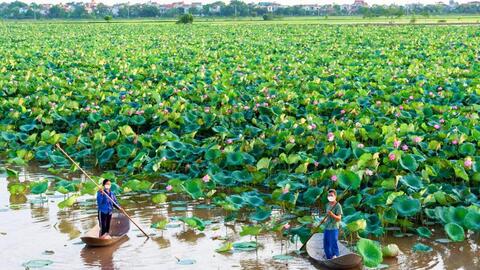Chán lúa, cá, vịt,... nông dân Phú Xuyên trồng loài hoa gì mà vừa đẹp lại vừa cho hiệu quả kinh tế cao?