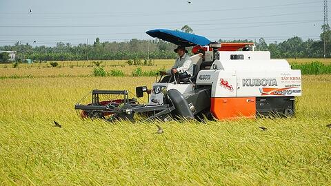 Giá lúa gạo hôm nay 14/9: Giá lúa tiếp xu hướng đi ngang