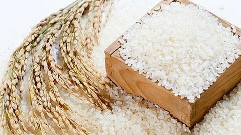 Giá lúa gạo hôm nay 17/9: Giá lúa Thu đông ở mức thấp, giá gạo tăng trở lại