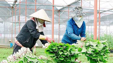 Rau xanh khó tiêu thụ do dịch Covid-19