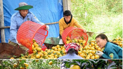Nghệ An đặt mục tiêu có 50.000 ha cây ăn quả, xuất khẩu đạt 80 - 100 triệu USD vào năm 2030