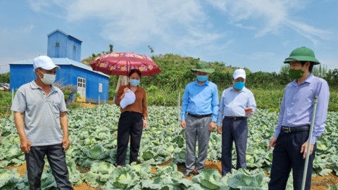 Hợp tác xã Thanh Sơn liên kết sản xuất rau an toàn