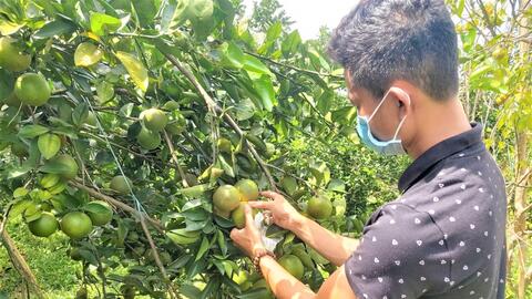 Thừa Thiên Huế:  Cam Nam Đông được mùa nhưng khó tiêu thụ