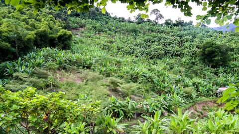 Trồng chuối rừng lấy lá, nhiều hộ vùng cao Nghệ An thu nửa triệu đồng/ngày