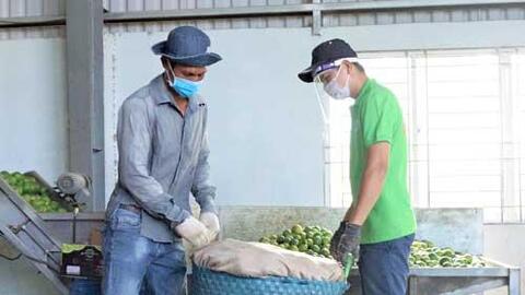 Chanh sạch ổn định đầu ra trong đại dịch