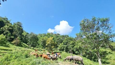 Kỹ sư nông nghiệp 'gác' bằng đại học lên núi chăn nuôi