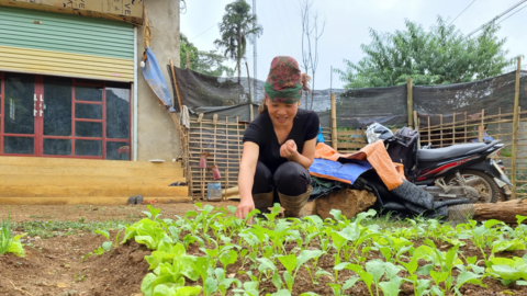 Nông thôn Tây Bắc: Trồng rau kết hợp nuôi gà an toàn sinh học