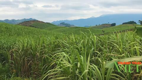 Nông thôn Tây Bắc: Chọn mía làm cây xóa đói giảm nghèo cho hội viên nông dân