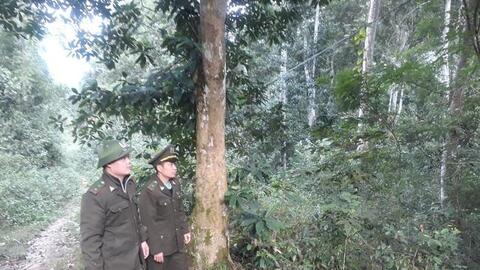 Nông thôn Tây Bắc: Phong Thổ chủ động phòng cháy, chữa cháy rừng