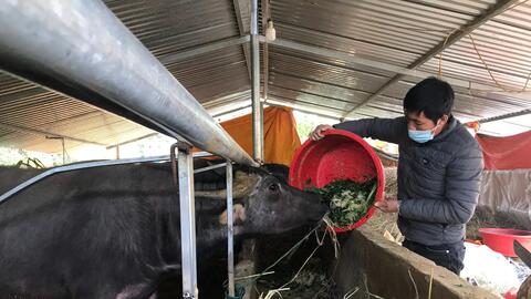 Nông thôn Tây Bắc: Nuôi trâu gầy thành béo, nông dân thu trăm triệu mỗi năm