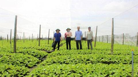 Hiệu quả hướng dẫn kỹ thuật canh tác trên các loại cây trồng