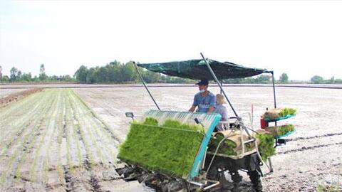 Nỗ lực sản xuất vụ lúa Đông Xuân 2021 - 2022