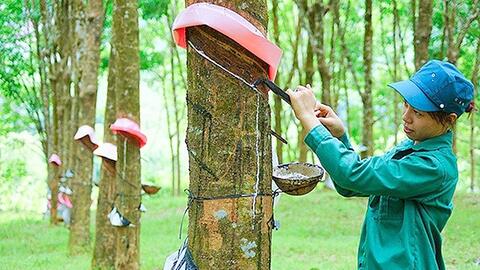 Xuất khẩu cao su bền vững: Cần đẩy mạnh liên kết chuỗi