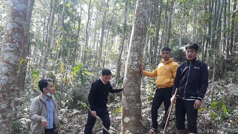 Nông thôn Tây Bắc: Lai Châu làm tốt dịch vụ môi trường rừng