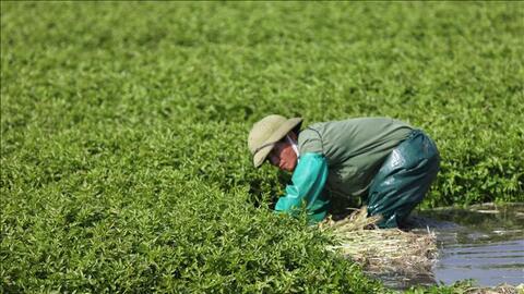 Loại rau giòn, ngọt trồng theo tiêu chuẩn VietGAP xuất khẩu khắp thế giới