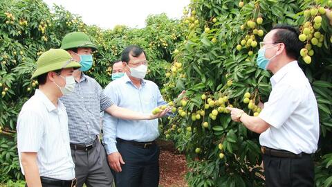 Vượt đại dịch, Nông nghiệp Bắc Giang thắng lớn