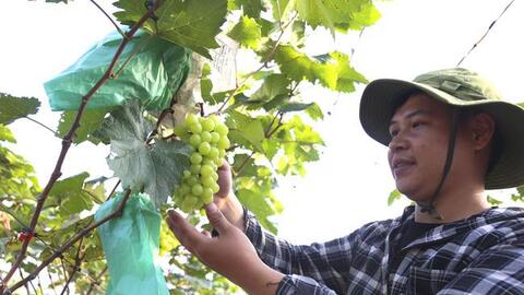 Trồng giống nho chưa ai dám trồng, anh nông dân thu nửa tỷ/năm