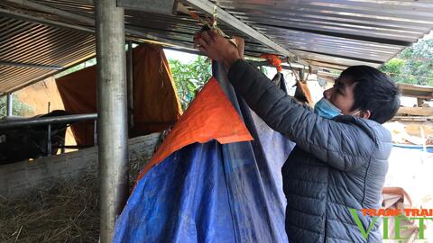 Nông thôn Tây Bắc: làm mọi cách bảo vệ đàn gia súc trong giá rét