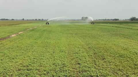 Nông dân xuống giống mè Xuân Hè năm 2022