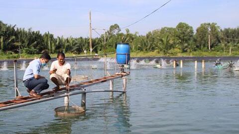 Chi phí đầu vào tăng cao, người nuôi tôm gặp khó