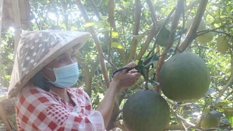 Vươn lên làm giàu nhờ trồng bưởi da xanh