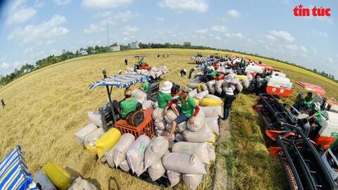Xem máy gặt dàn hàng trên cánh đồng lúa xuất khẩu châu Âu