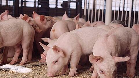 Giá heo hơi ngày 23/3: Tăng nhẹ tại nhiều tỉnh thành trên cả nước