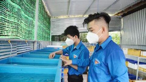 Khởi nghiệp thành công với mô hình nuôi cá Guppy