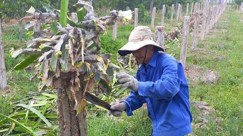 Châu Thành: Diện tích thanh long giảm nhanh